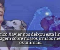 Reencarnação e Alma dos Animais por Chico Xavier
