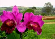 Amigos são Flores e Poemas