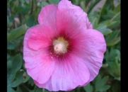Flores Raras