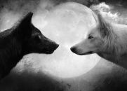 Lobos Internos...