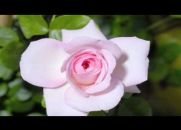 Cada Mãe é Uma Flor