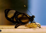 A Lição da Borboleta
