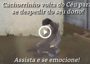 Cachorrinho volta do Céu para se despedir do seu dono!