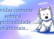 Dúvidas comuns sobre a espiritualidade dos animais...