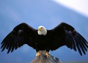 A Águia de Asas Partidas