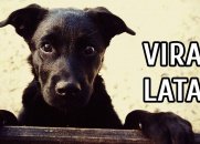 O Homem e o Vira-Lata (Escute esse Poema)