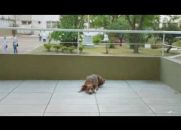 Doe Órgãos, Salve Vidas (Assista ao Vídeo da Campanha de Doação de Órgãos que esta emocionando o mundo).