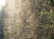 A aranha e a teia...