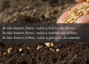 Valeu a Intenção da Semente...