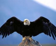 A Águia de Asas Partidas