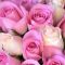 Chão de Rosas