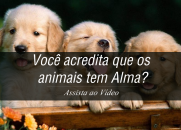 Você acredita que os animais tem Alma?