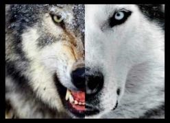 Os Lobos Internos (Todos nós temos 2 lobos que vivem dentro de nós)