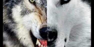 Os Lobos Internos (Todos nós temos 2 lobos que vivem dentro de nós)