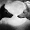 Lobos Internos...